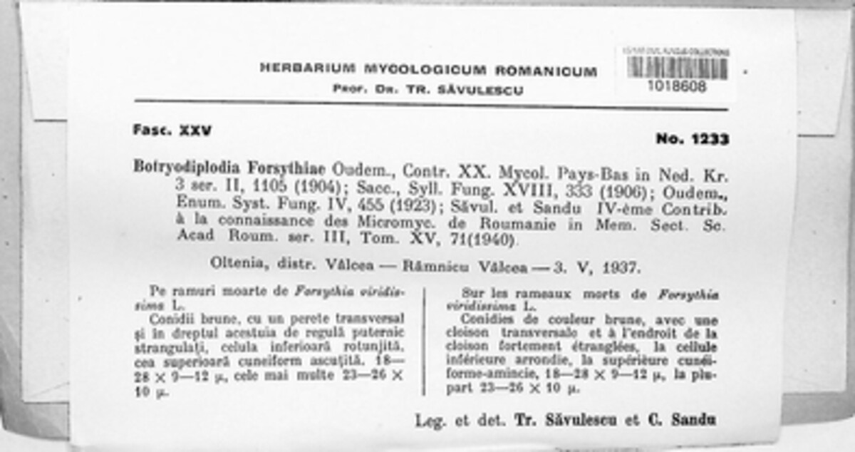 Botryodiplodia forsythiae image